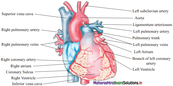 Maharashtra Board Class 12 Biology Important Questions Chapter 8 Respiration and Circulation 11