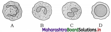 Maharashtra Board Class 12 Biology Important Questions Chapter 8 Respiration and Circulation 14