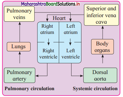 Maharashtra Board Class 12 Biology Important Questions Chapter 8 Respiration and Circulation 15