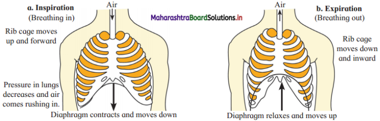 Maharashtra Board Class 12 Biology Important Questions Chapter 8 