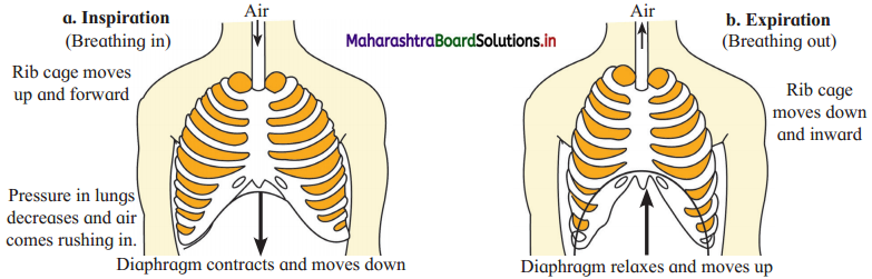 Maharashtra Board Class 12 Biology Important Questions Chapter 8 Respiration and Circulation 18