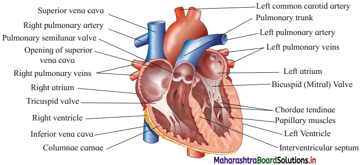 Maharashtra Board Class 12 Biology Important Questions Chapter 8 Respiration and Circulation 21