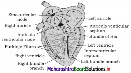 Maharashtra Board Class 12 Biology Important Questions Chapter 8 Respiration and Circulation 22