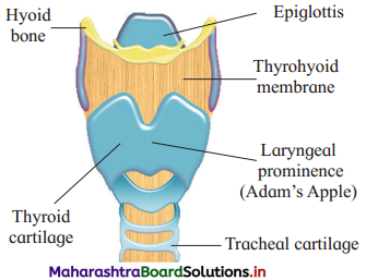 Maharashtra Board Class 12 Biology Important Questions Chapter 8 Respiration and Circulation 7