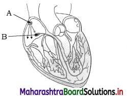 Maharashtra Board Class 12 Biology Important Questions Chapter 8 Respiration and Circulation 9