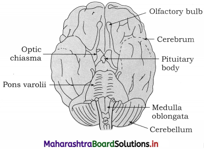 Maharashtra Board Class 12 Biology Important Questions Chapter 9 Control and Co-ordination 10