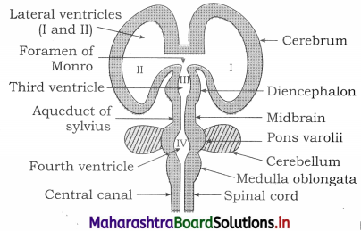Maharashtra Board Class 12 Biology Important Questions Chapter 9 Control and Co-ordination 11