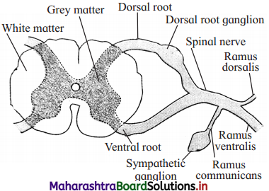 Maharashtra Board Class 12 Biology Important Questions Chapter 9 Control and Co-ordination 13