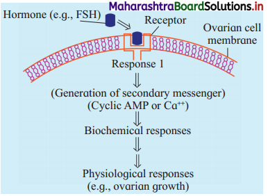 Maharashtra Board Class 12 Biology Important Questions Chapter 9 Control and Co-ordination 14