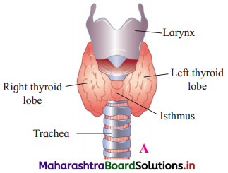 Maharashtra Board Class 12 Biology Important Questions Chapter 9 Control and Co-ordination 17