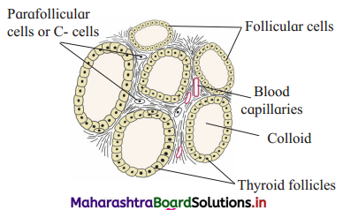 Maharashtra Board Class 12 Biology Important Questions Chapter 9 Control and Co-ordination 18