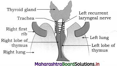 Maharashtra Board Class 12 Biology Important Questions Chapter 9 Control and Co-ordination 20