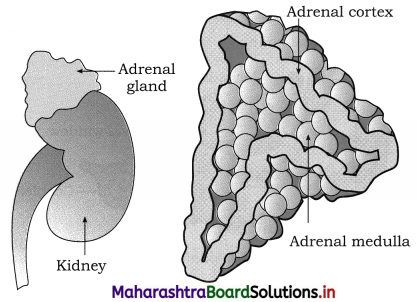 Maharashtra Board Class 12 Biology Important Questions Chapter 9 Control and Co-ordination 21