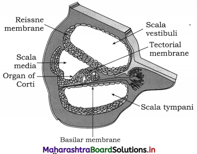 Maharashtra Board Class 12 Biology Important Questions Chapter 9 Control and Co-ordination 25