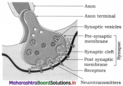 Maharashtra Board Class 12 Biology Important Questions Chapter 9 Control and Co-ordination 7