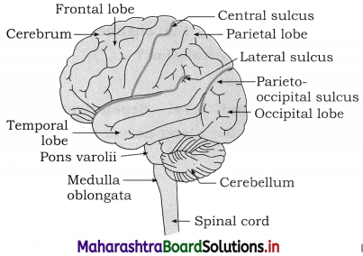 Maharashtra Board Class 12 Biology Important Questions Chapter 9 Control and Co-ordination 8