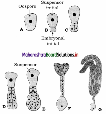 Maharashtra Board Class 12 Biology Solutions Chapter 1 Reproduction in Lower and Higher Plants 3