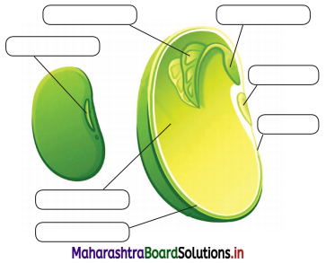 Maharashtra Board Class 12 Biology Solutions Chapter 1 Reproduction in Lower and Higher Plants 6