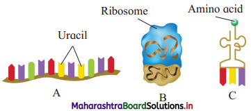 Maharashtra Board Class 12 Biology Solutions Chapter 4 Molecular Basis of Inheritance 1