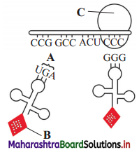 Maharashtra Board Class 12 Biology Solutions Chapter 4 Molecular Basis of Inheritance 2