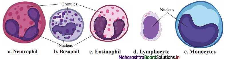 Maharashtra Board Class 12 Biology Solutions Chapter 8 Respiration and Circulation 2