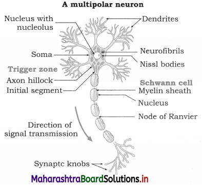 Maharashtra Board Class 12 Biology Solutions Chapter 9 Control and Co-ordination 4