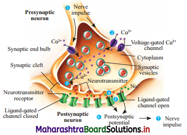 Maharashtra Board Class 12 Biology Solutions Chapter 9 Control and Co-ordination 5