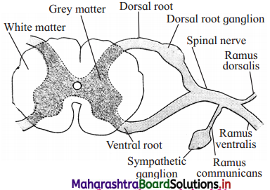 Maharashtra Board Class 12 Biology Solutions Chapter 9 Control and Co-ordination 6