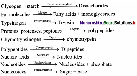 Maharashtra State Board Class 11 Biology Important Questions Chapter 14 Human Nutrition 7