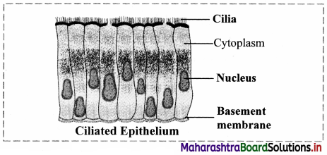 Maharashtra Board Class 11 Biology Important Questions Chapter 10 Animal Tissue 17