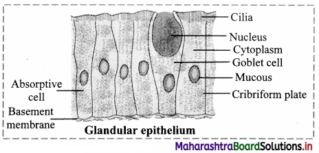 Maharashtra Board Class 11 Biology Important Questions Chapter 10 Animal Tissue 18