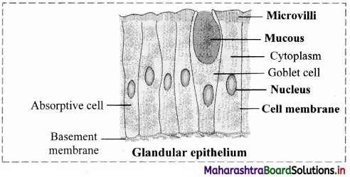 Maharashtra Board Class 11 Biology Important Questions Chapter 10 Animal Tissue 19
