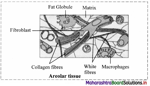 Maharashtra Board Class 11 Biology Important Questions Chapter 10 Animal Tissue 20