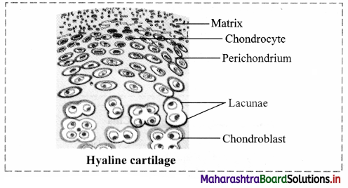 Maharashtra Board Class 11 Biology Important Questions Chapter 10 Animal Tissue 21