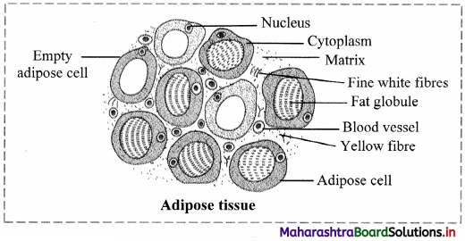 Maharashtra Board Class 11 Biology Important Questions Chapter 10 Animal Tissue 7