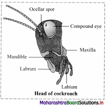 Maharashtra Board Class 11 Biology Important Questions Chapter 11 Study of Animal Type Cockroach 1Maharashtra Board Class 11 Biology Important Questions Chapter 11 Study of Animal Type Cockroach 1