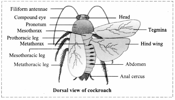 Maharashtra Board Class 11 Biology Important Questions Chapter 11 Study of Animal Type Cockroach 3