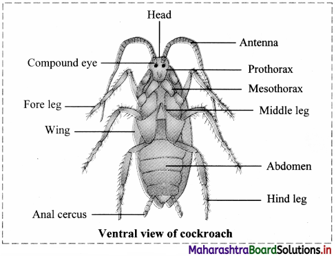 Maharashtra Board Class 11 Biology Important Questions Chapter 11 Study of Animal Type Cockroach 4