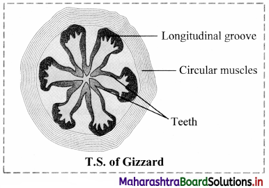 Maharashtra Board Class 11 Biology Important Questions Chapter 11 Study of Animal Type Cockroach 5