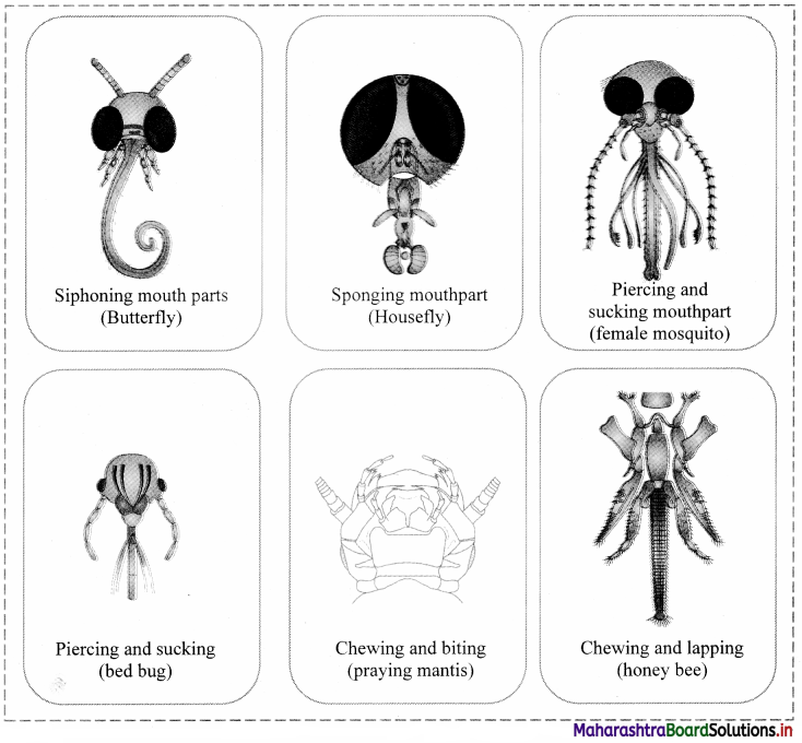 Maharashtra Board Class 11 Biology Important Questions Chapter 11 Study of Animal Type Cockroach 8