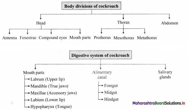 Maharashtra Board Class 11 Biology Important Questions Chapter 11 Study of Animal Type Cockroach 9