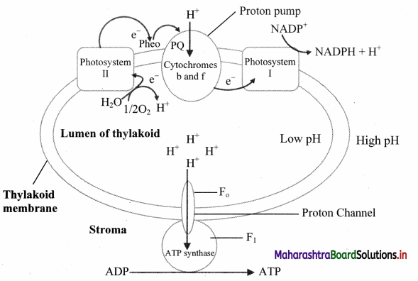 Maharashtra Board Class 11 Biology Important Questions Chapter 12 Photosynthesis 1
