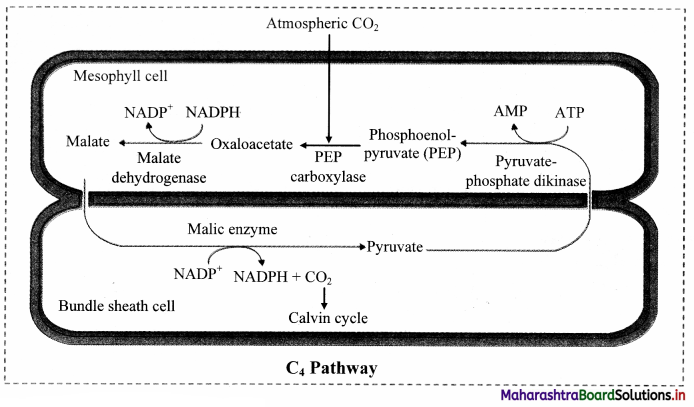 Maharashtra Board Class 11 Biology Important Questions Chapter 12 Photosynthesis 3