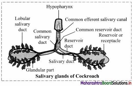 Maharashtra Board Class 11 Biology Solutions Chapter 11 Study of Animal Type Cockroach 3