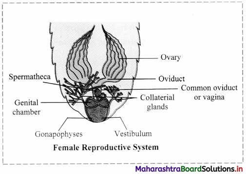 Maharashtra Board Class 11 Biology Solutions Chapter 11 Study of Animal Type Cockroach 5
