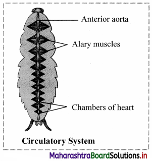 Maharashtra Board Class 11 Biology Solutions Chapter 11 Study of Animal Type Cockroach 6
