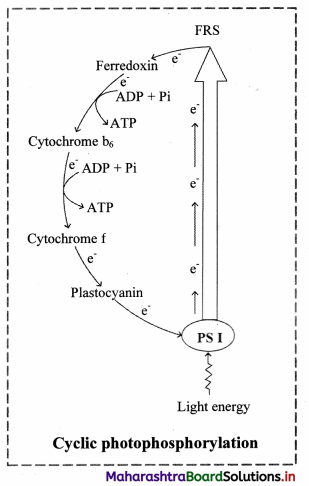Maharashtra Board Class 11 Biology Solutions Chapter 12 Photosynthesis 1