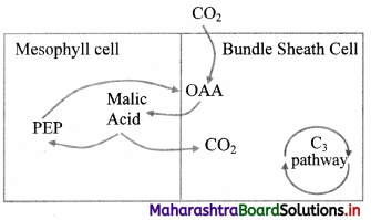 Maharashtra Board Class 11 Biology Solutions Chapter 12 Photosynthesis 3
