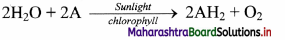 Maharashtra Board Class 11 Biology Solutions Chapter 12 Photosynthesis 6